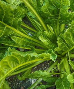 Benefits and Contraindications of Eating Spinach