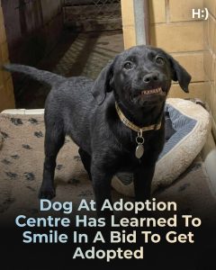 Black Labrador Mix Burreaux Stole Hearts With His Adorable “Smile” After Being Overlooked At A Shelter Despite Surviving Parvovirus — And When His Photos Went Viral, Everything Changed Leading To A Loving Adoption, A New Name “Pappy,” And A Happy Ending That Proves Patience, Personality, And A Little Charm Can Change A Life Forever