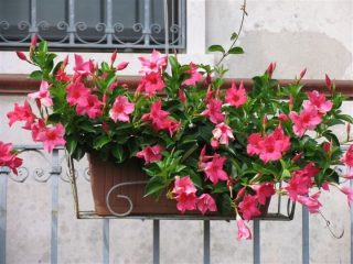 Gli 8 fiori estivi resistenti al sole che devi avere sul tuo balcone