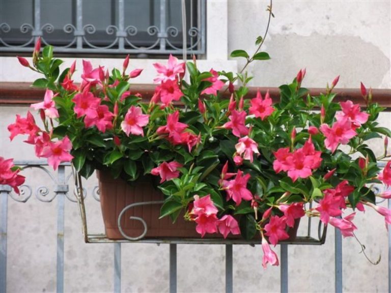 Gli 8 fiori estivi resistenti al sole che devi avere sul tuo balcone