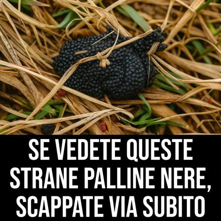 Fate attenzione se le vedete, queste palline nere sono le...Altro...