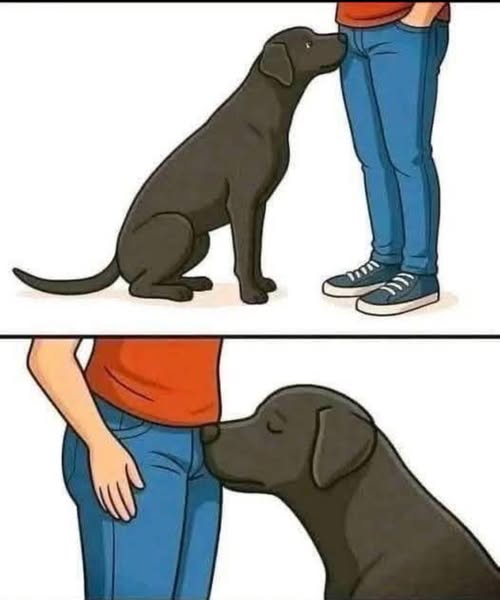 If your dog is sniffing your genital area