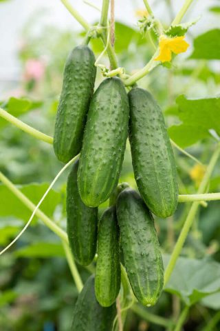 Doctors reveal that eating cucumbers causes…