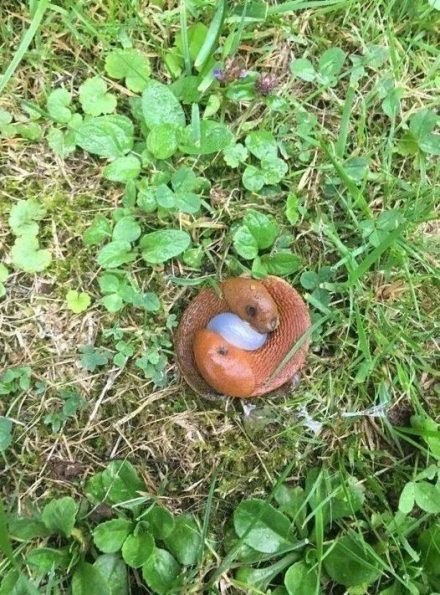 Ho trovato questo panorama nel mio giardino, mi sono interrogato molto, ma ecco cosa è venuto fuori