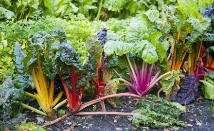 Bietola da costa: un superfood sempre disponibile per la tua cucina